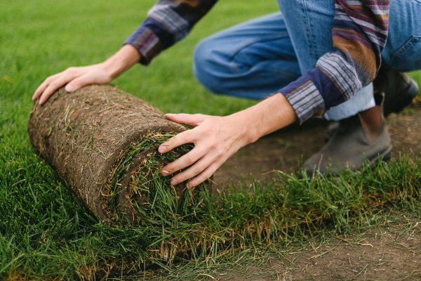Side view of unrecognizable male farmer laying grass turf roll on ground while working on agricultural plantation on blurred background Vue latérale d'un agriculteur méconnaissable posant un rouleau de gazon sur le sol tout en travaillant sur une plantation agricole sur fond flou