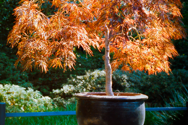 A sunlit Japanese maple tree in a clay pot, set in a vibrant garden. Un érable japonais éclairé par le soleil dans un pot en argile, placé dans un jardin vibrant.