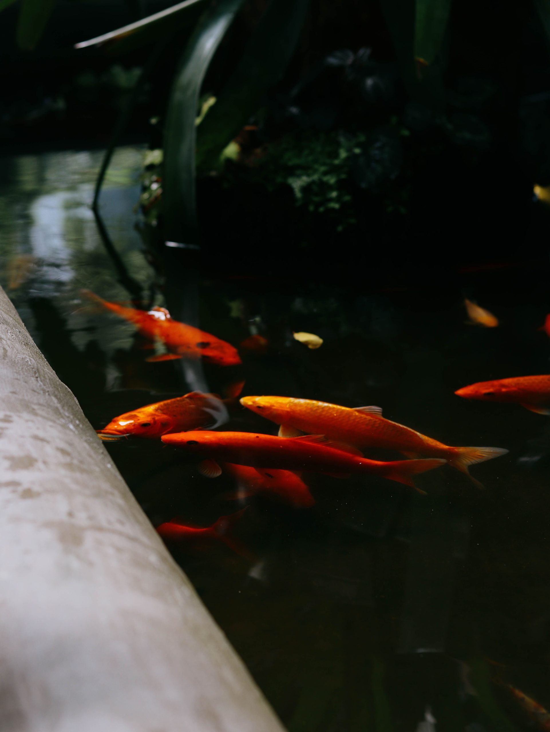 Installation bassin hors sol avec poissons