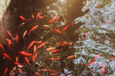 A mesmerizing view of colorful koi fish swimming gracefully in a serene pond. Une vue captivante de poissons koi colorés nageant gracieusement dans un étang serein.