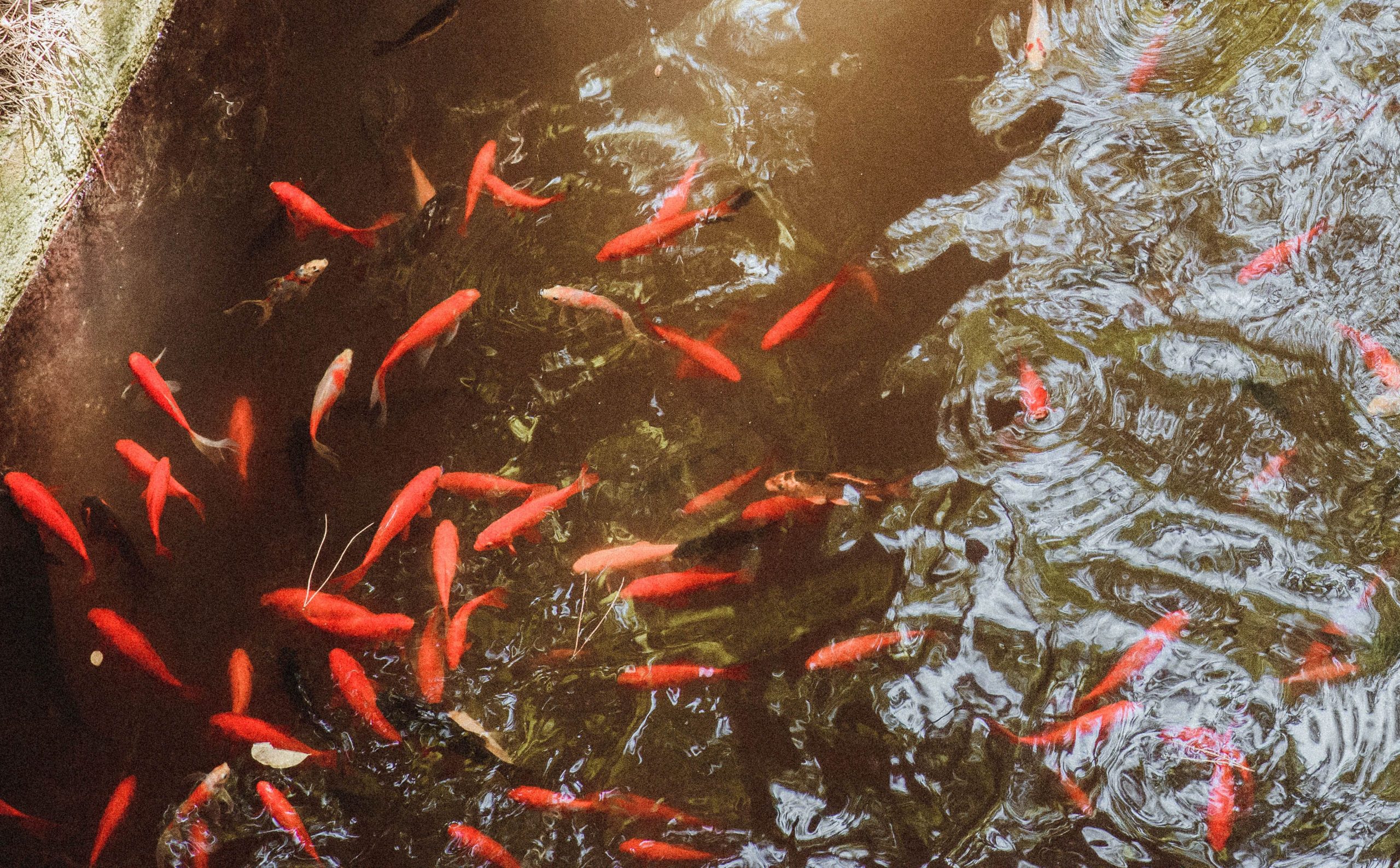 Installation bassin hors sol poissons