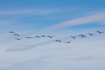 A serene view of birds migrating across the bright blue sky, captured beautifully. Une vue sereine d'oiseaux migrateurs traversant le ciel bleu vif, capturée magnifiquement.