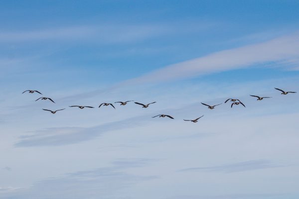 A serene view of birds migrating across the bright blue sky, captured beautifully. Une vue sereine d'oiseaux migrateurs traversant le ciel bleu vif, capturée magnifiquement.