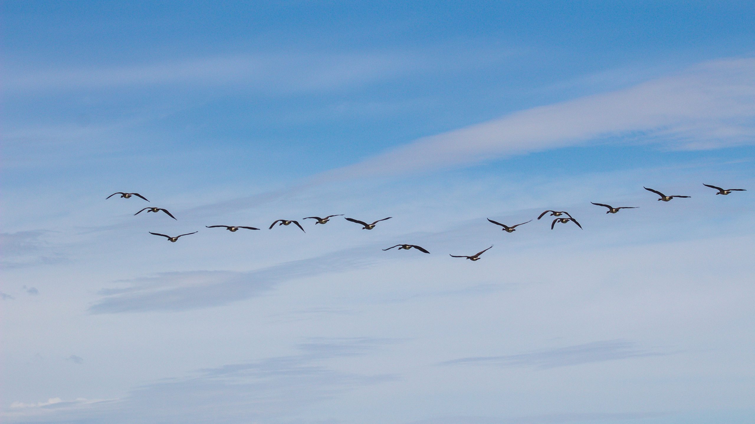 Formation du bistre dans une cheminée