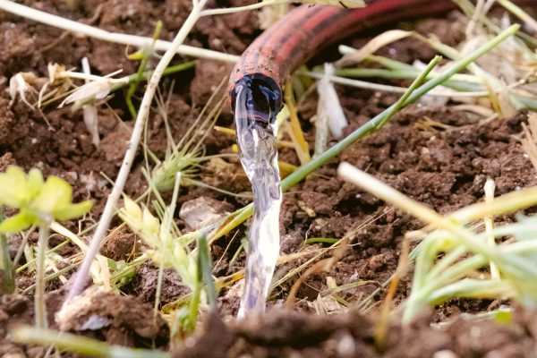 Arrosage du potager en septembre