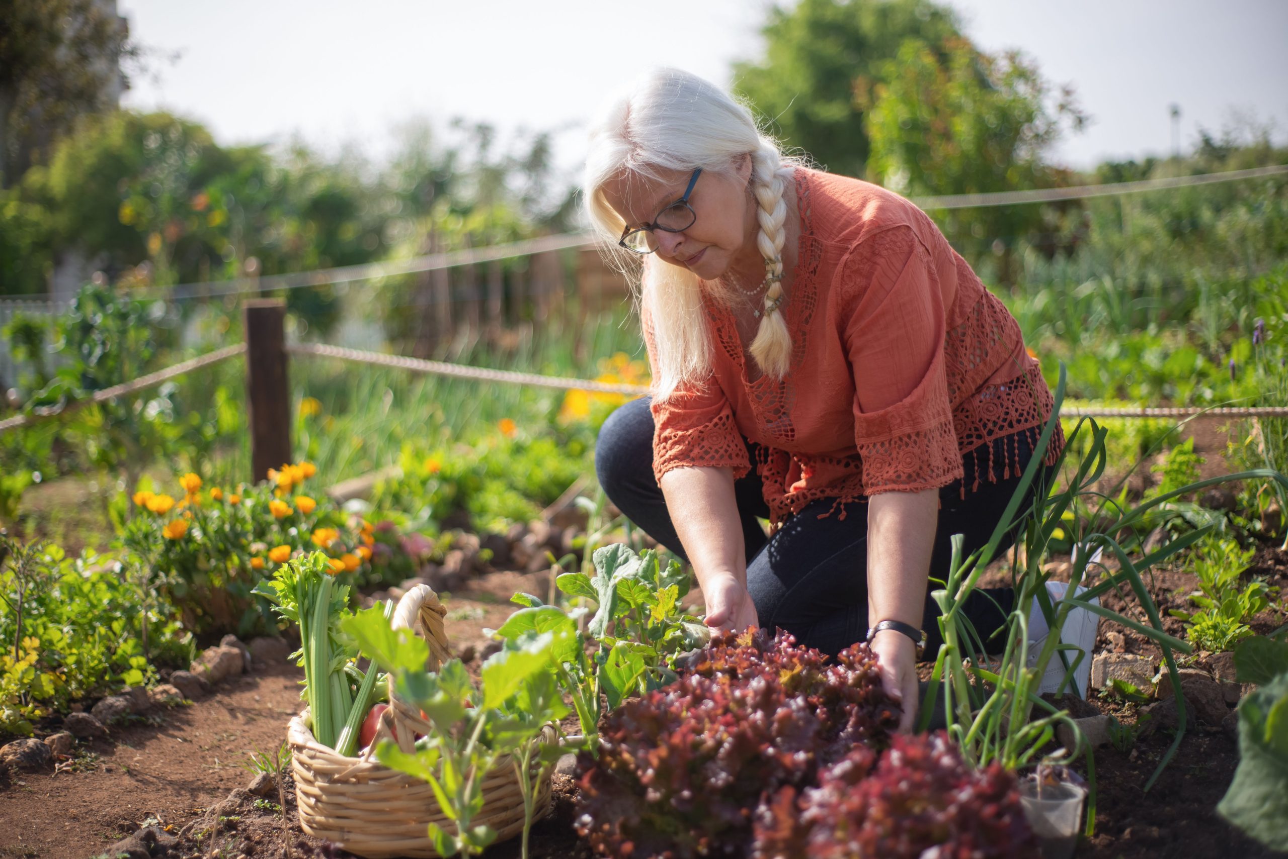 Entretien du jardin et récolte d automne