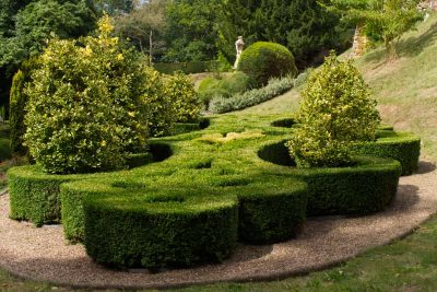Haie de laurier taillée en topiaire dans un jardin