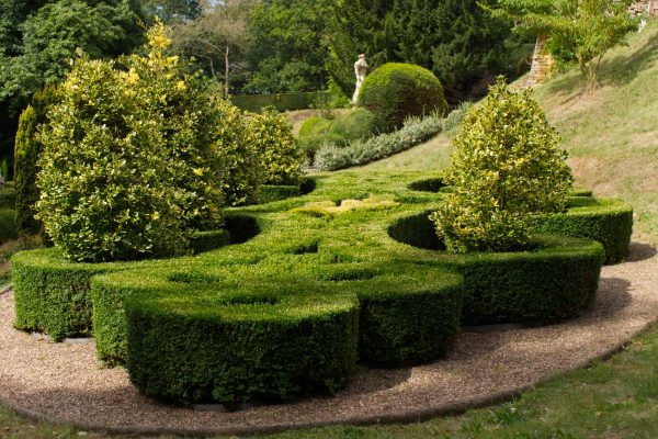 Haie de laurier taillée en topiaire dans un jardin