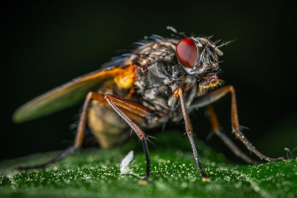 Mouche domestique en gros plan sur une feuille