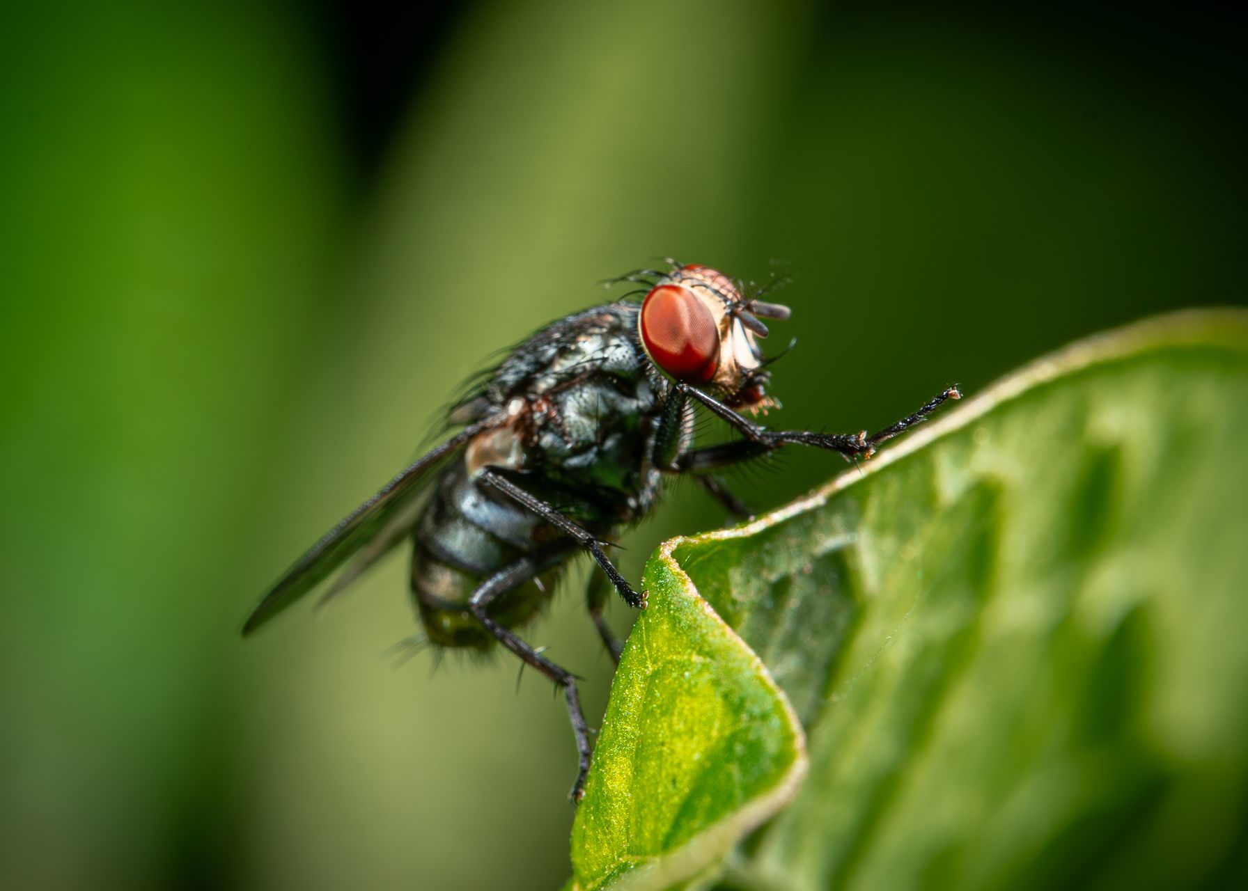 Mouche domestique posée sur une feuille au jardin