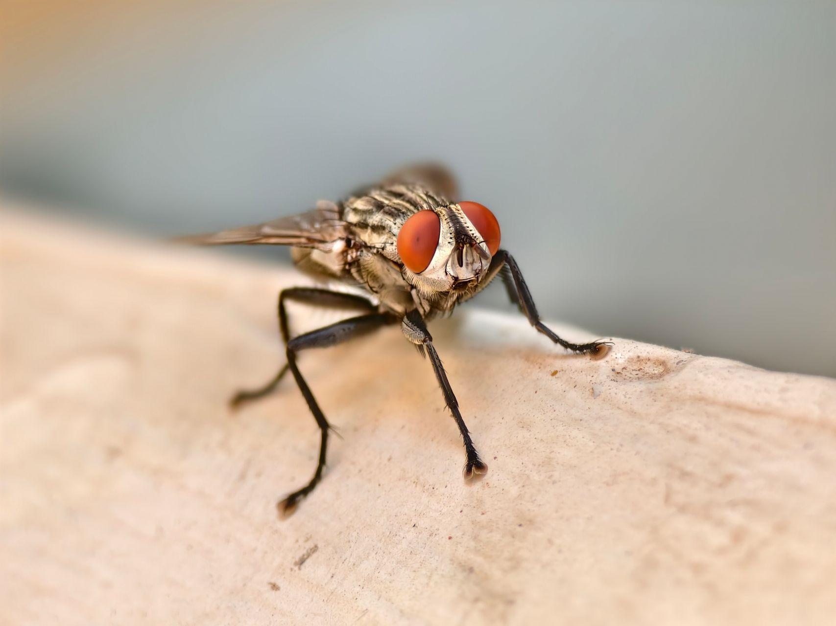 Mouche aux yeux rouges posée en intérieur