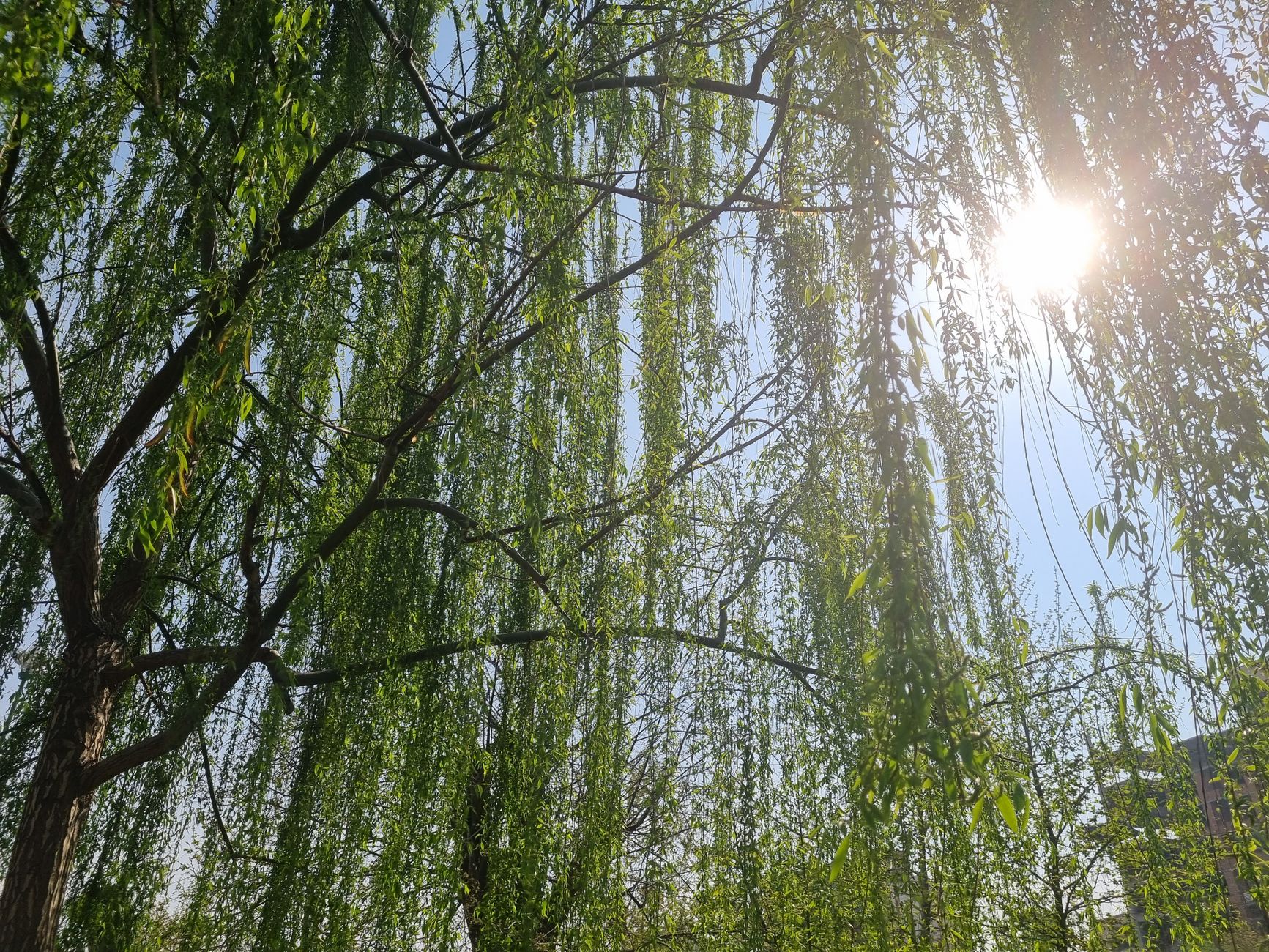 Branches de saule pleureur sous le soleil