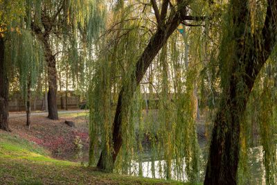Saule pleureur pres d'un etang en automne