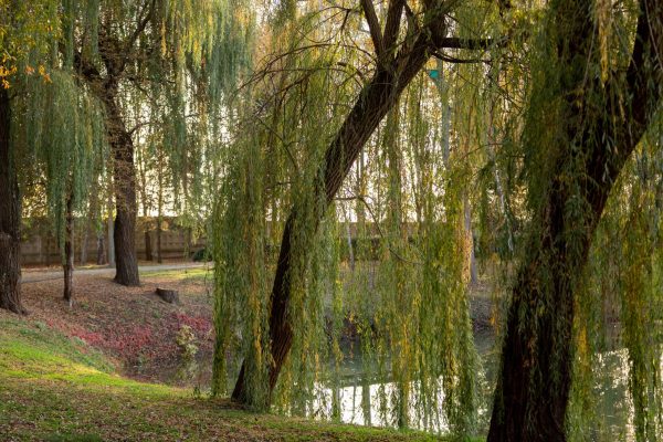 Saule pleureur pres d'un etang en automne