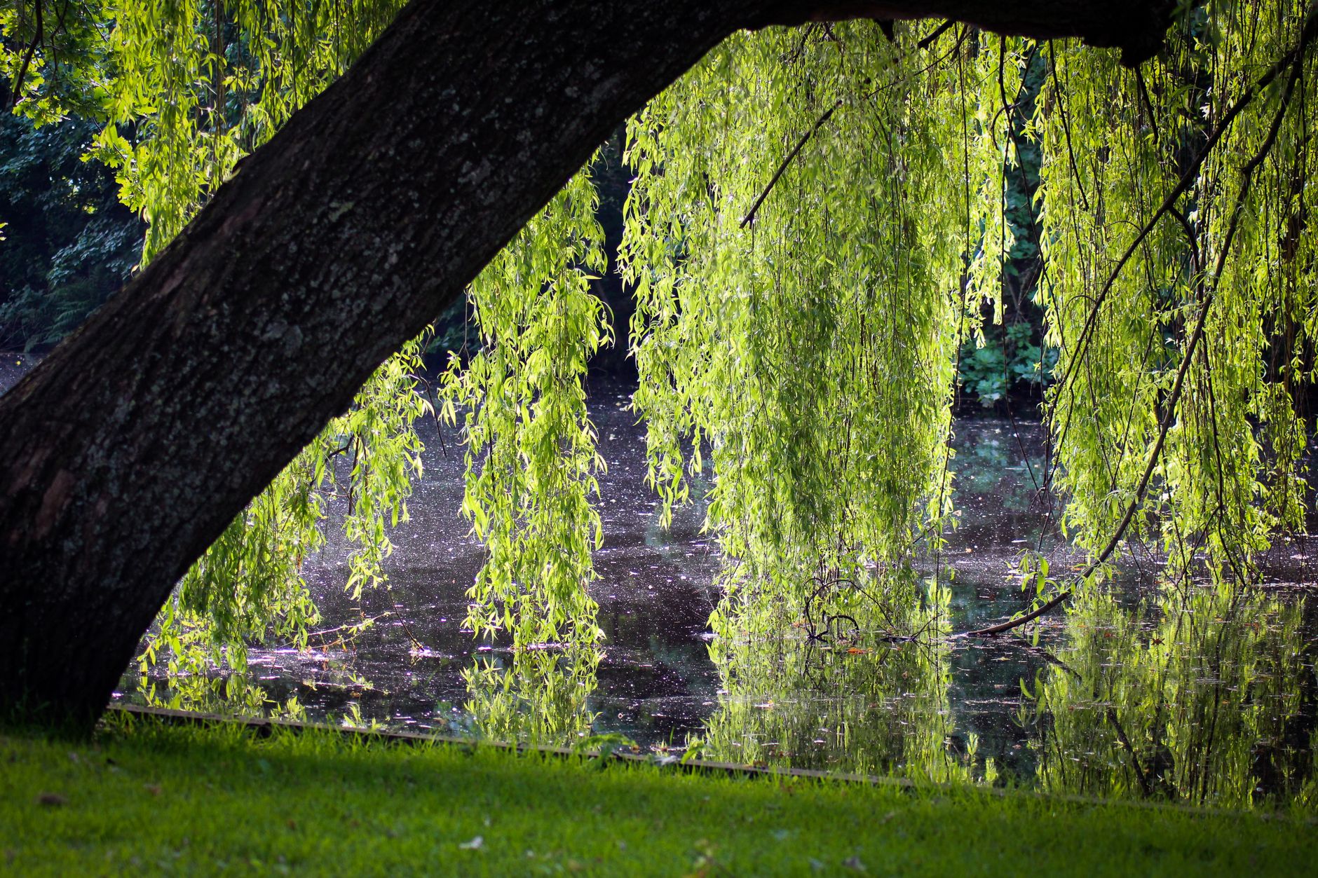 Reflet d'un saule pleureur sur un plan d'eau calme