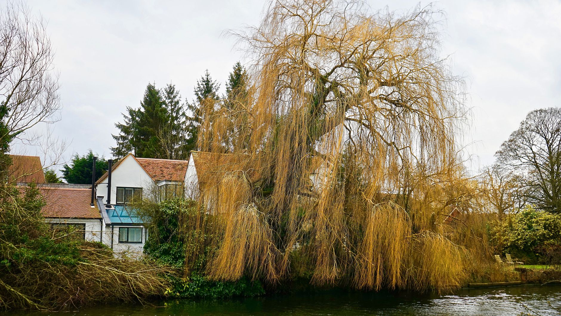 Grand saule pleureur au bord d'une rivière